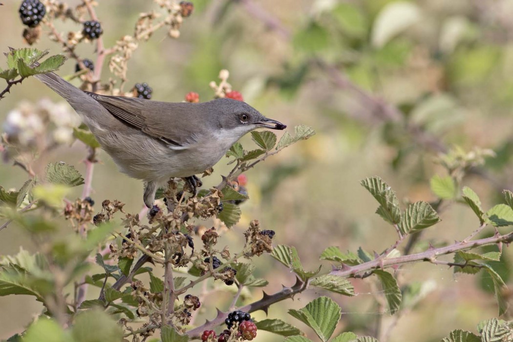 Küçük akgerdanlı ötleğen