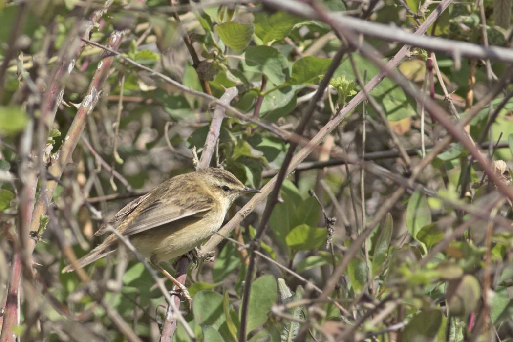 Kındıra kamışçını