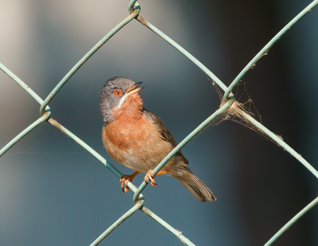 Bıyıklı ötleğen