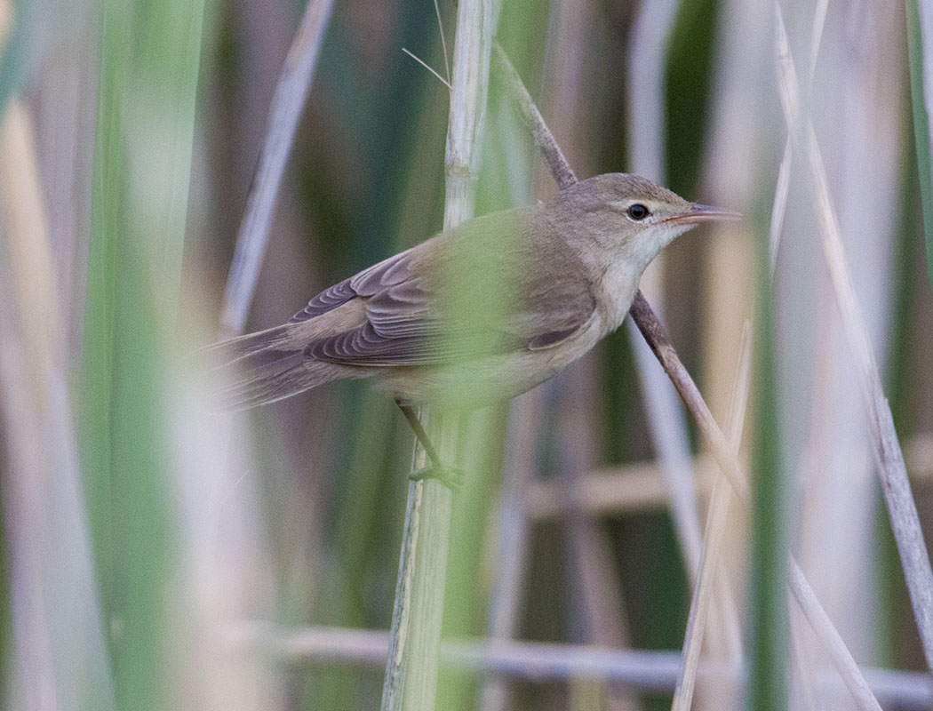 Çalı kamışçını