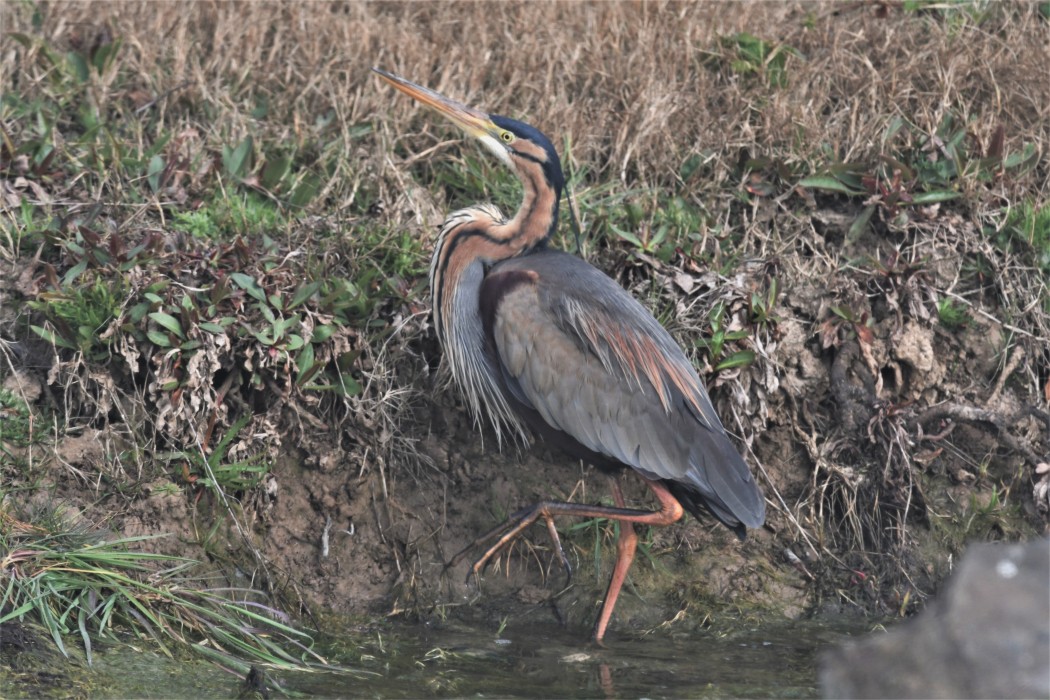 Erguvani balıkçıl
