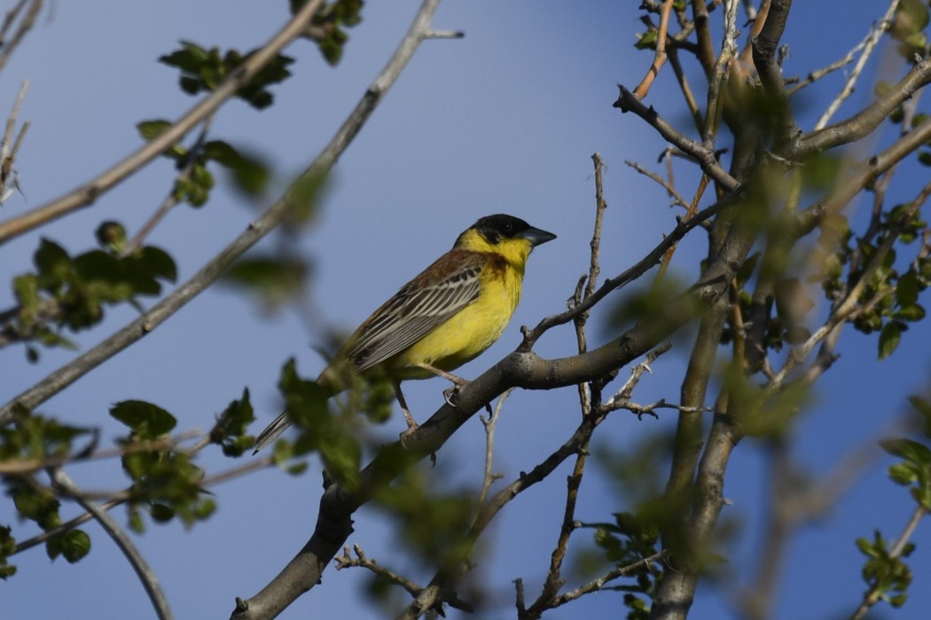 Karabaşlı kirazkuşu