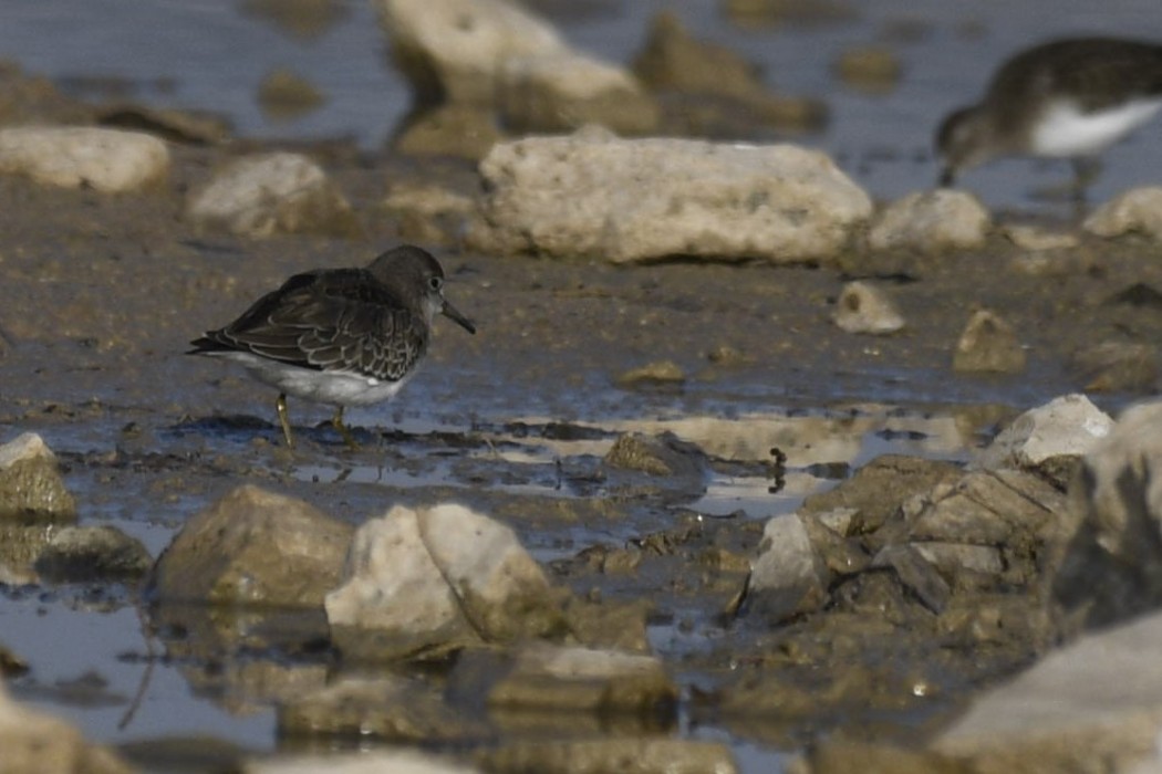 Sarıbacaklı kumkuşu