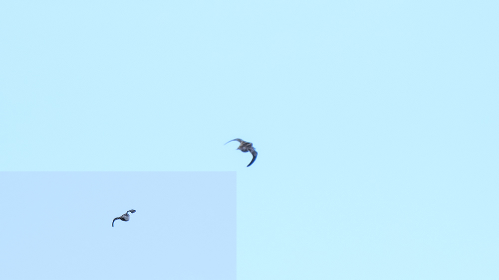 Küçük suçulluğu