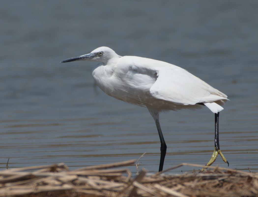 Küçük ak balıkçıl