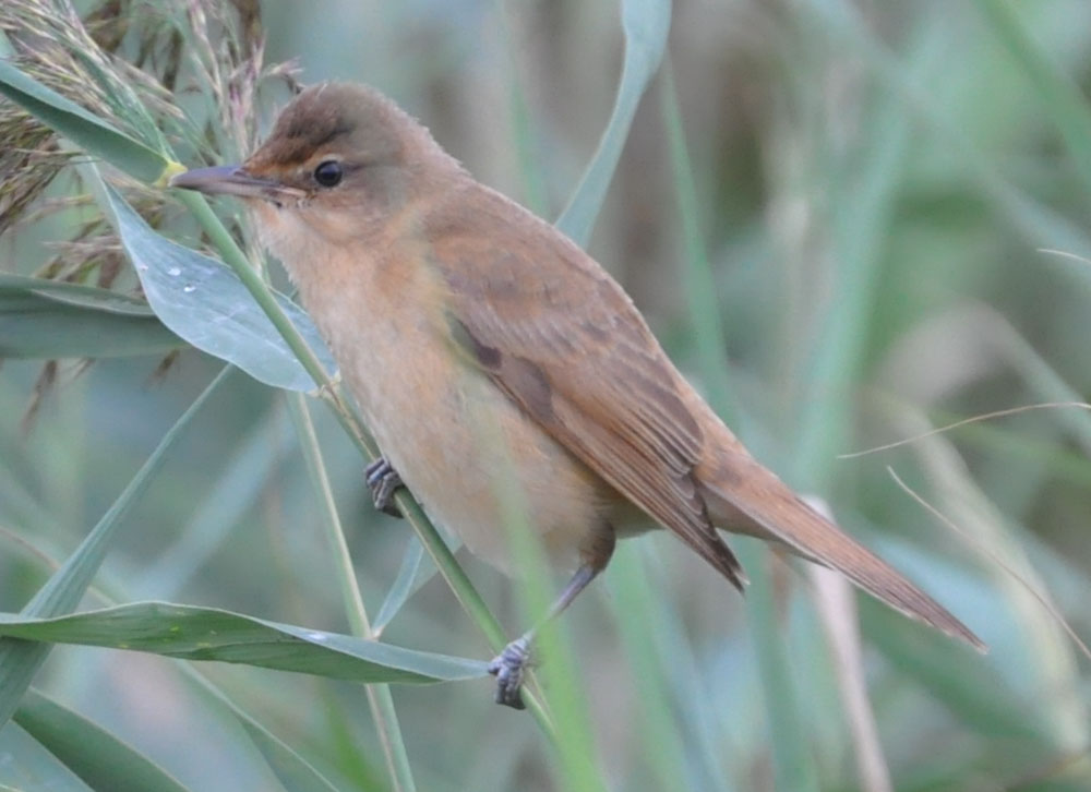 Büyük kamışçın