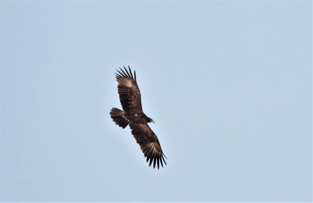 Büyük orman kartalı