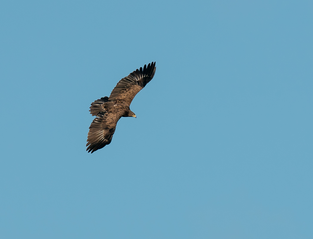 Büyük orman kartalı