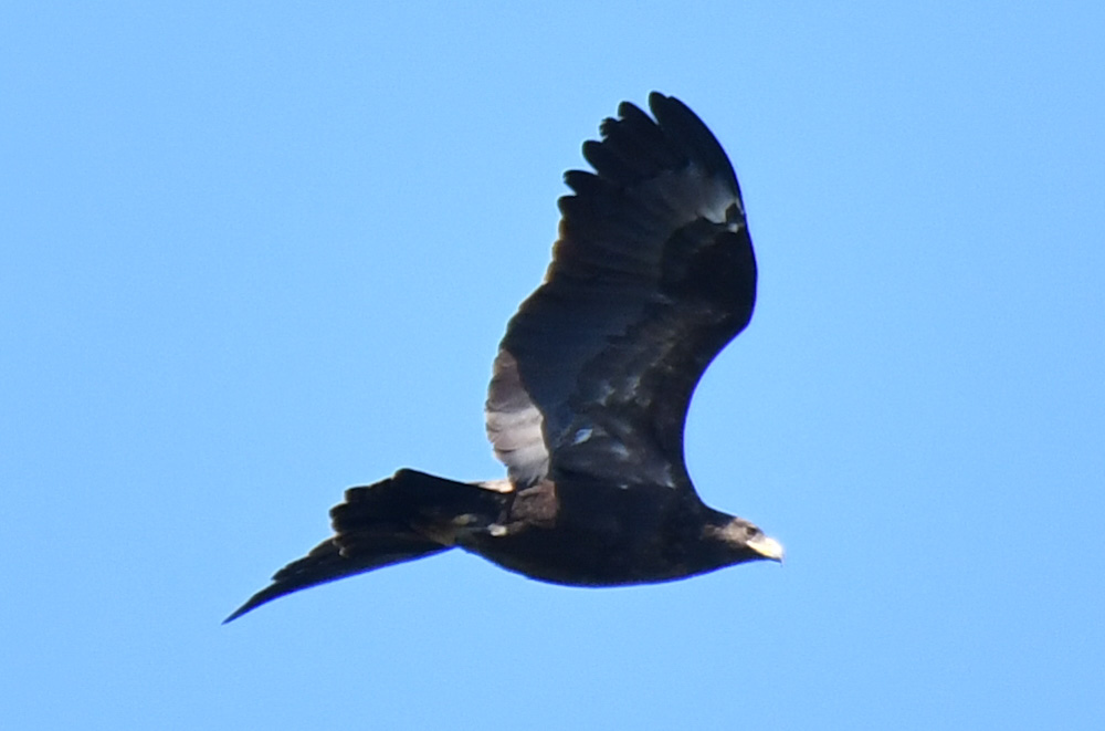 Büyük orman kartalı