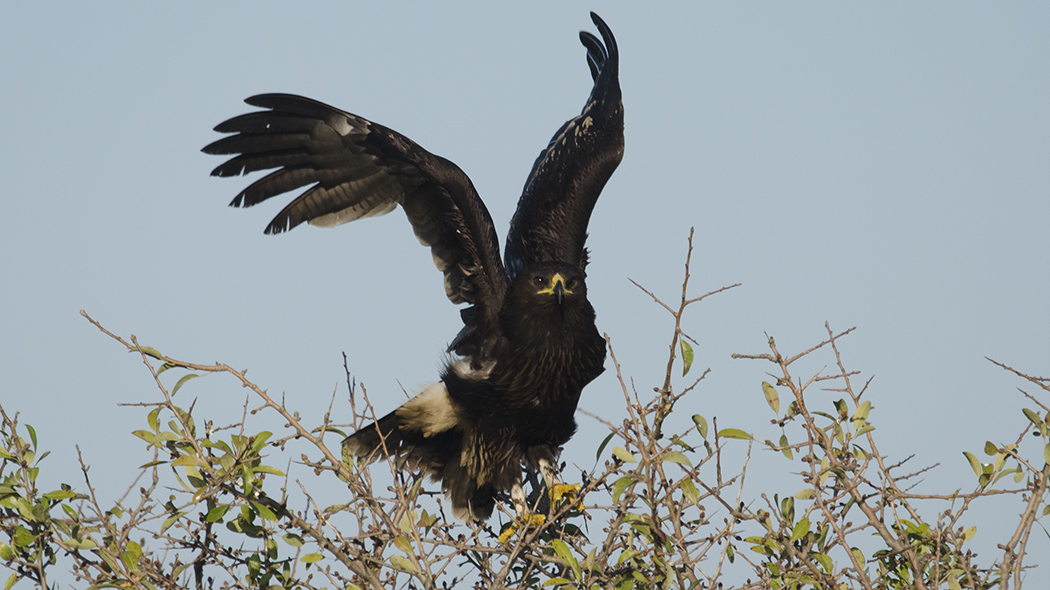 Büyük orman kartalı