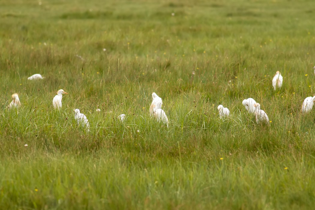 Sığır balıkçılı