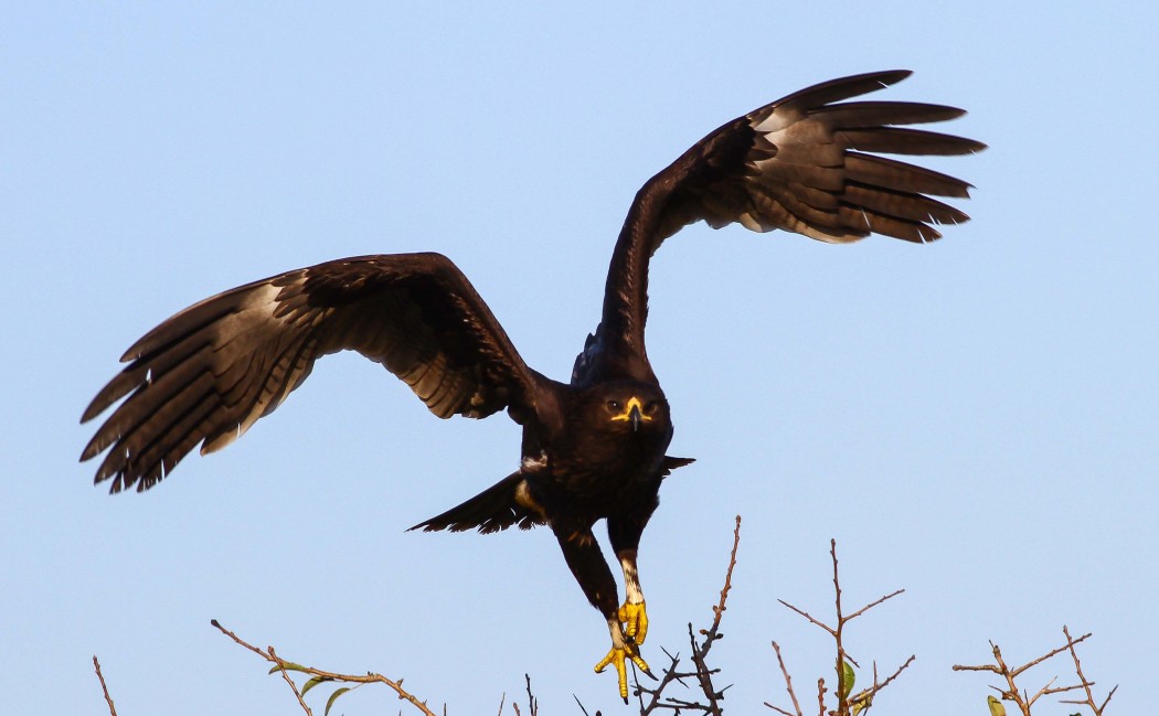 Büyük orman kartalı