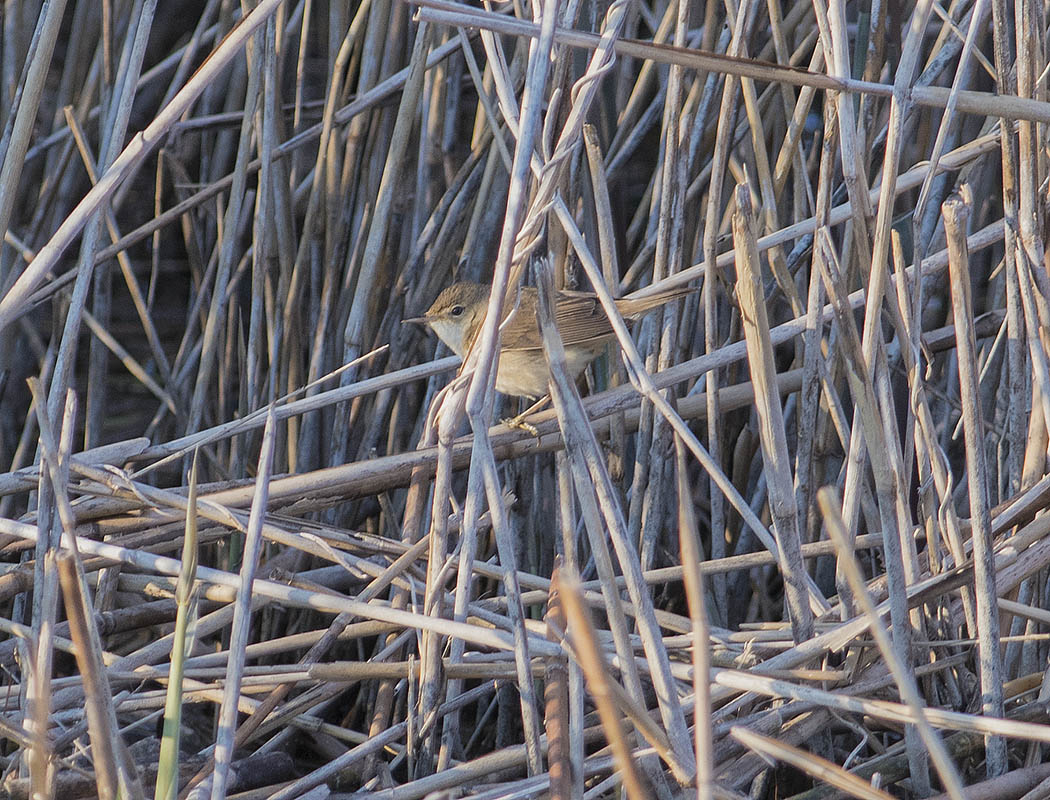 Çalı kamışçını