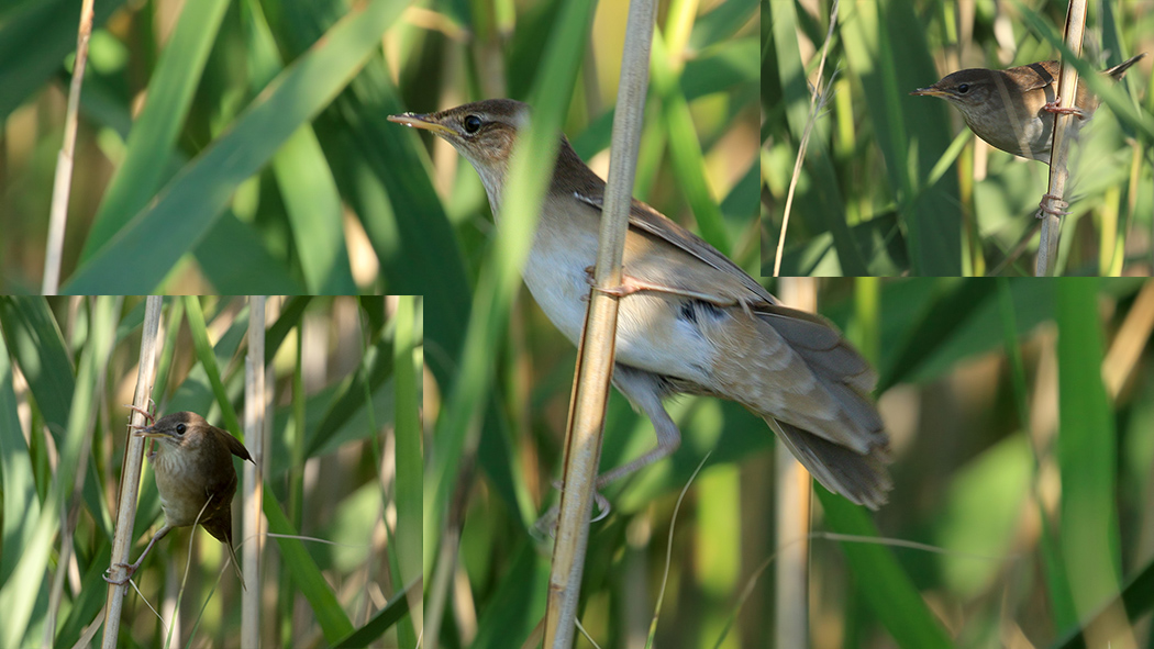 Ağaç kamışçını