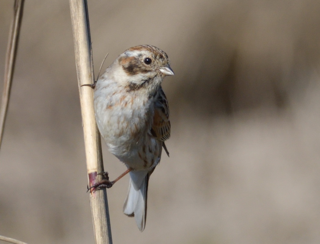Bataklık Kirazkuşu