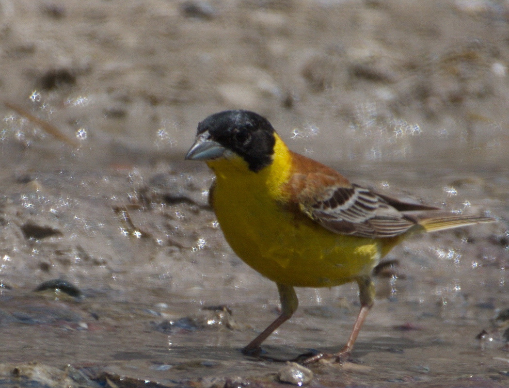 Karabaşlı kirazkuşu