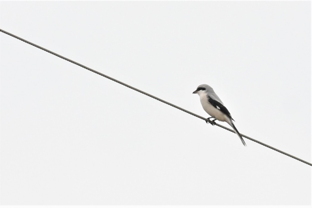 Büyük örümcekkuşu