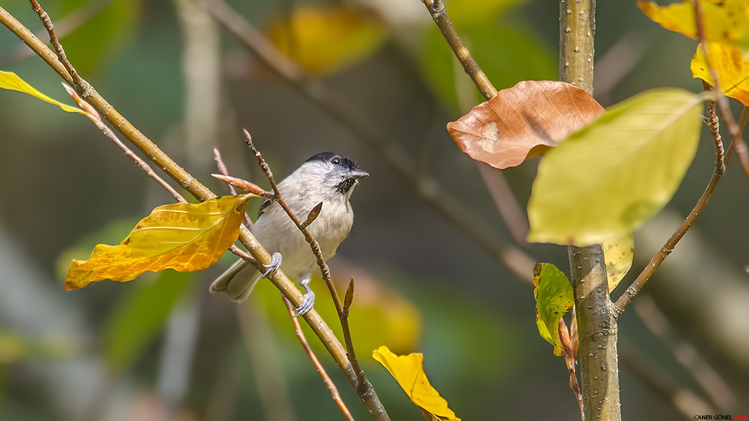 Kayın baştankarası