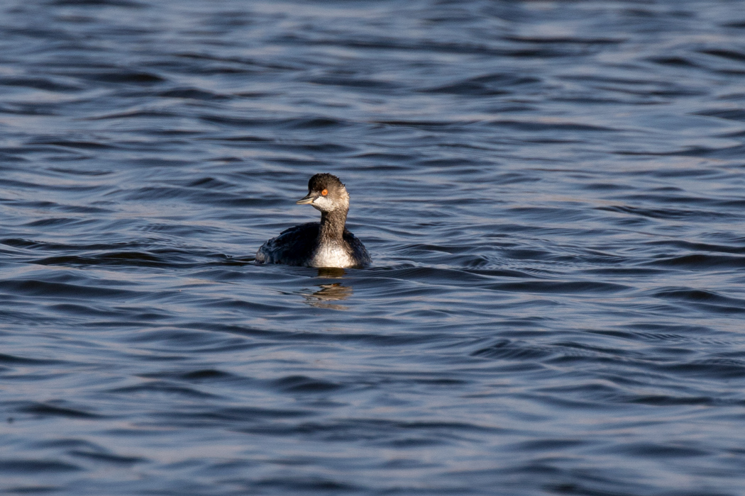Karaboyunlu batağan