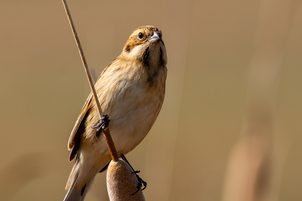 Bataklık Kirazkuşu