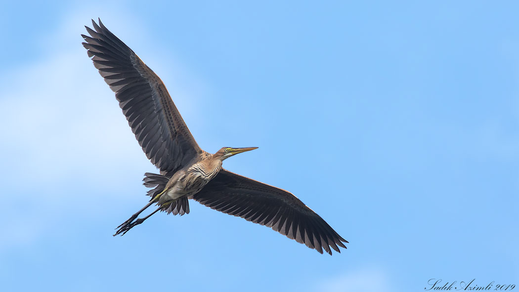 Erguvani balıkçıl