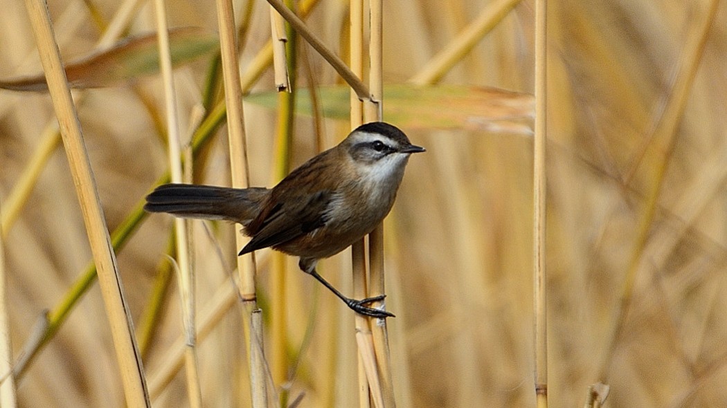 Bıyıklı kamışçın