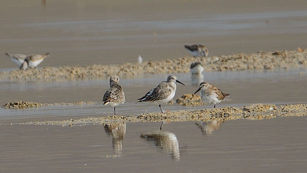Karakarınlı kumkuşu