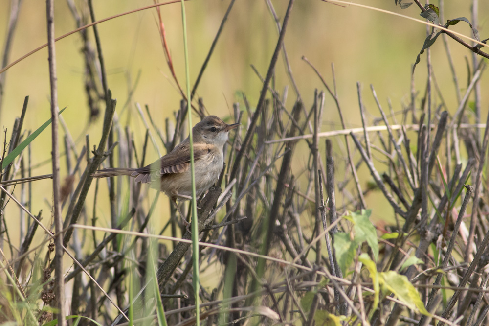 Doğu kamışçını
