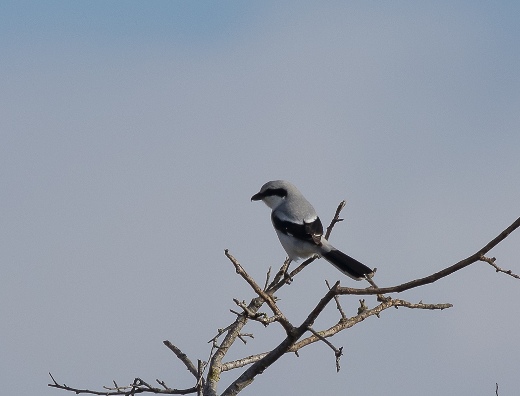 Büyük örümcekkuşu