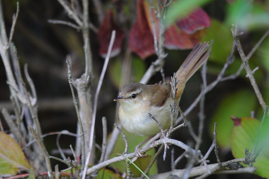 Doğu kamışçını
