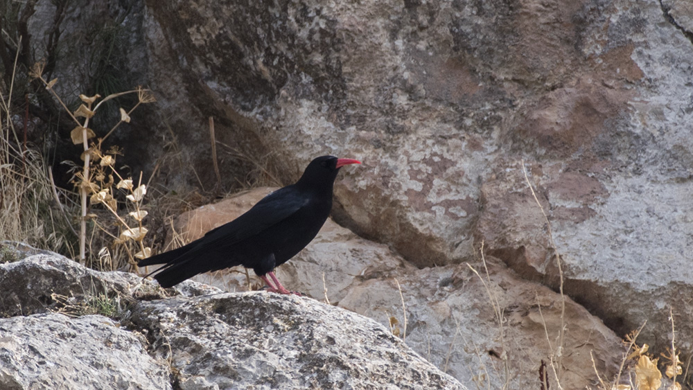 Kırmızıgagalı dağ kargası