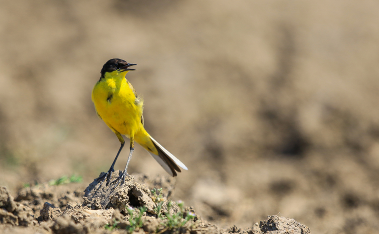 Sarı kuyruksallayan