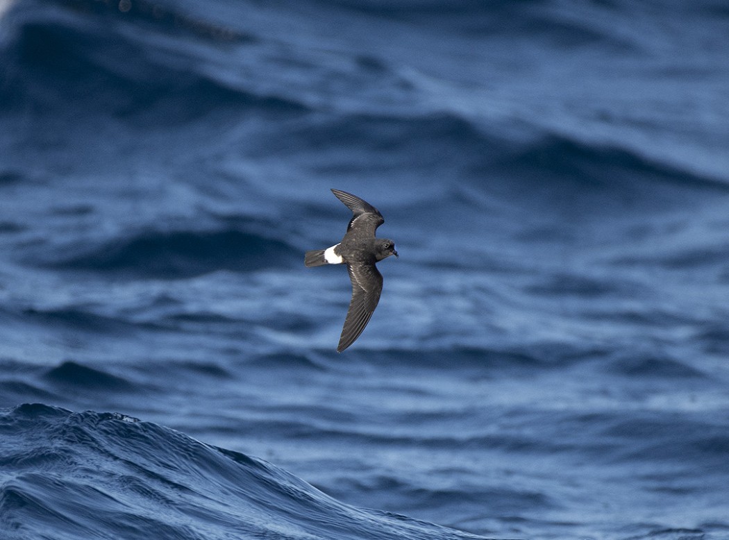 Fırtınakırlangıcı