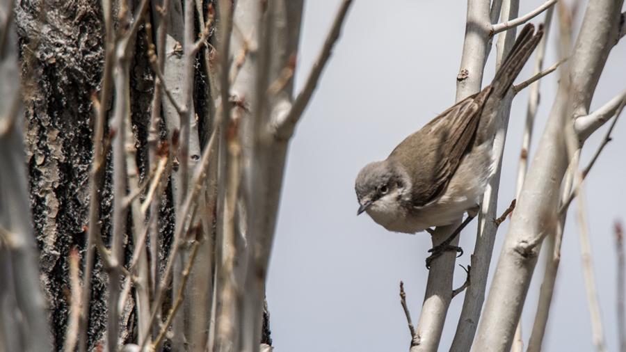 Küçük akgerdanlı ötleğen