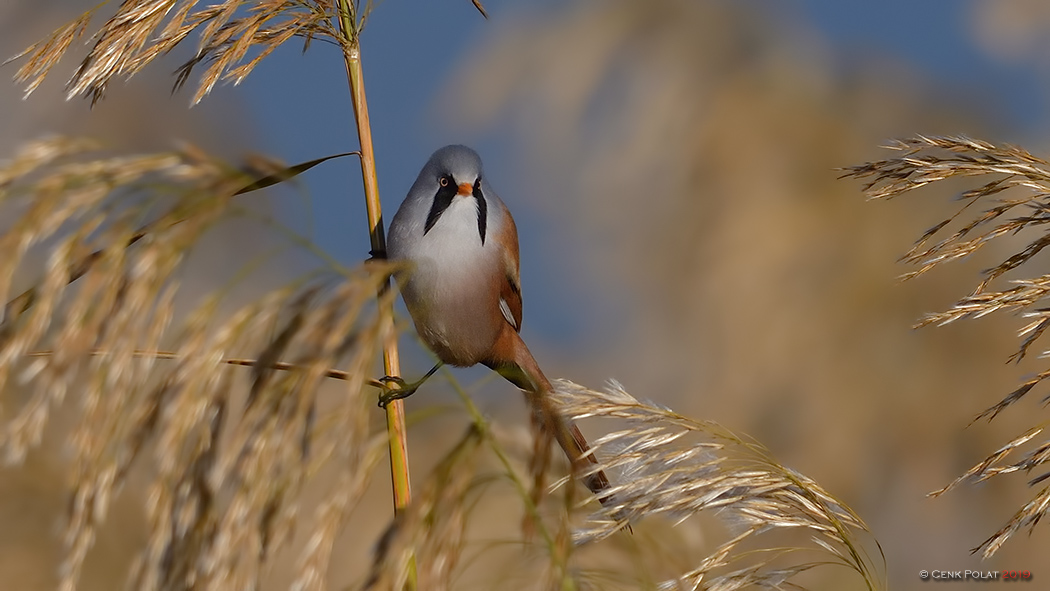Bıyıklı baştankara