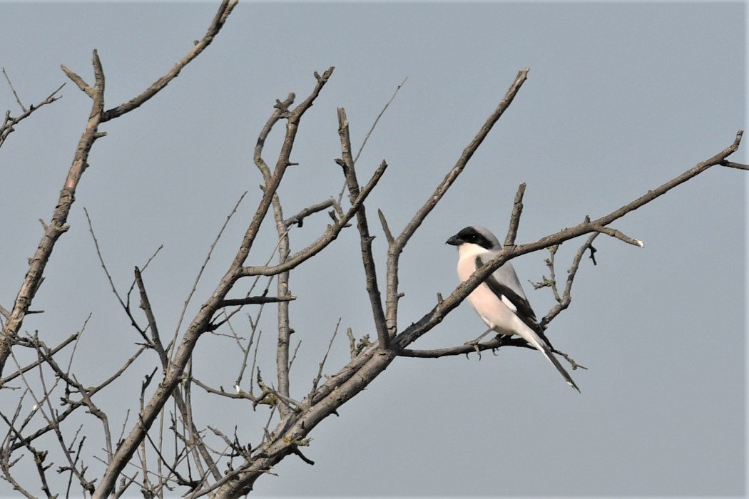 Karaalınlı örümcekkuşu
