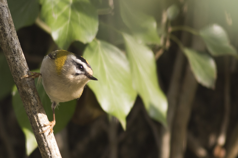 Sürmeli çalıkuşu