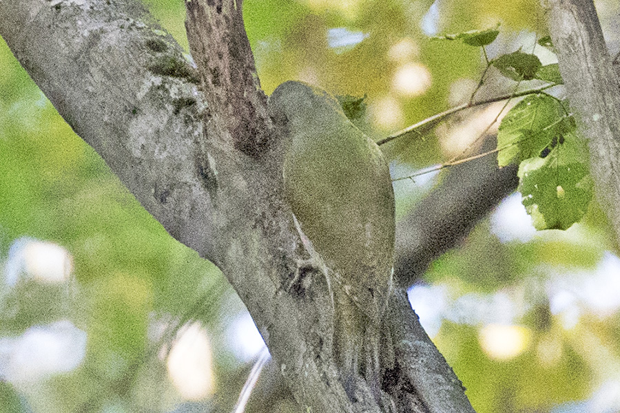 Küçük yeşil ağaçkakan