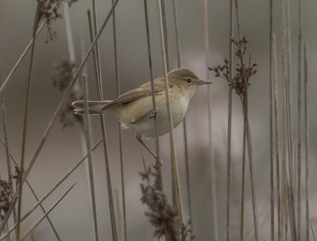 Çalı kamışçını