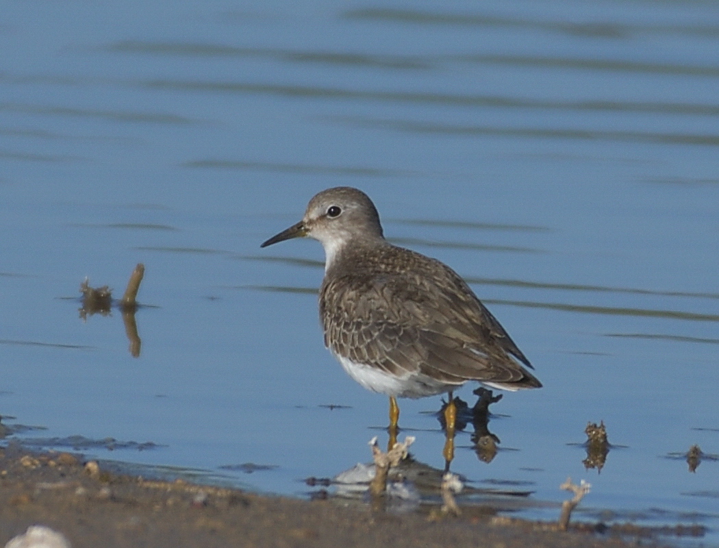 Sarıbacaklı kumkuşu