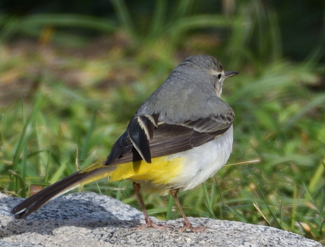 Dağ kuyruksallayanı