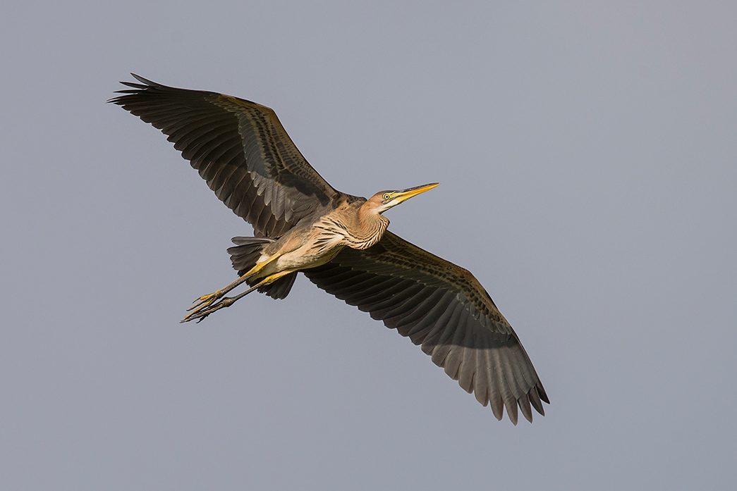 Erguvani balıkçıl