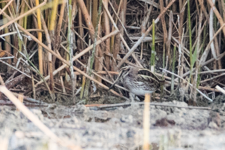 Küçük suçulluğu