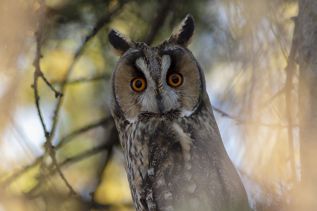 Kulaklı orman baykuşu