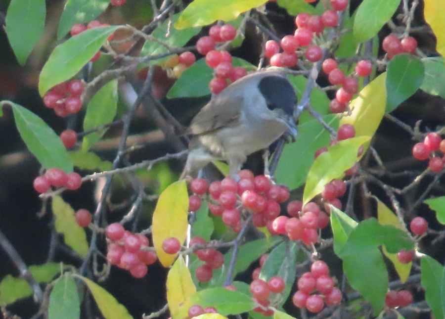 Karabaşlı ötleğen