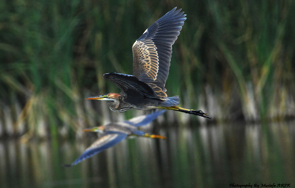 Erguvani balıkçıl