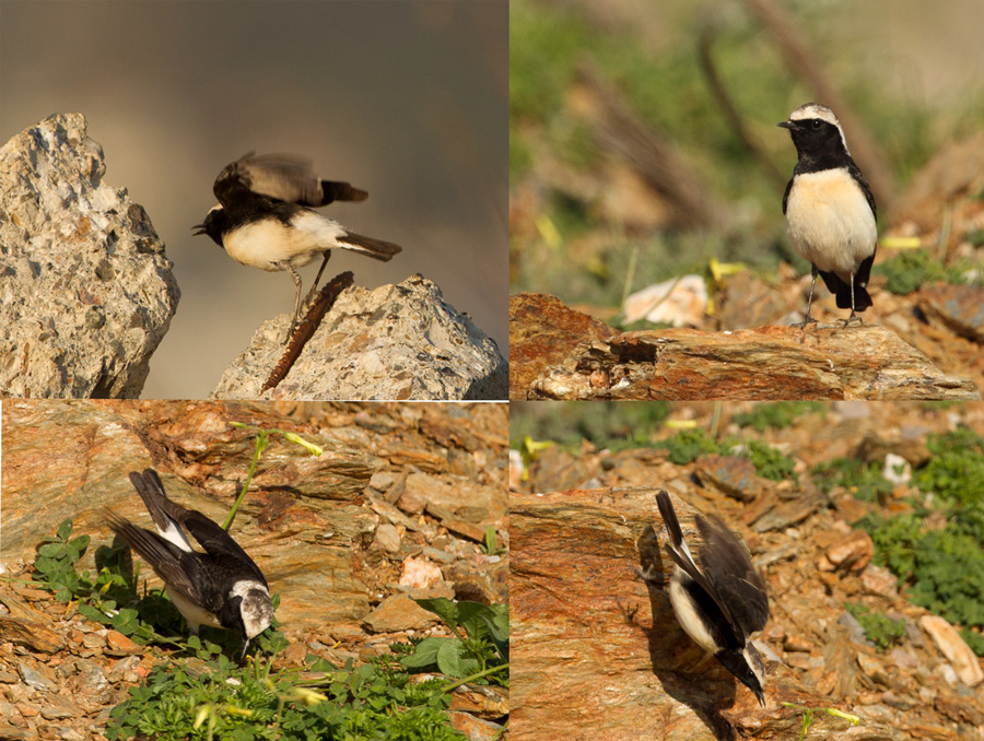 Kıbrıs kuyrukkakanı