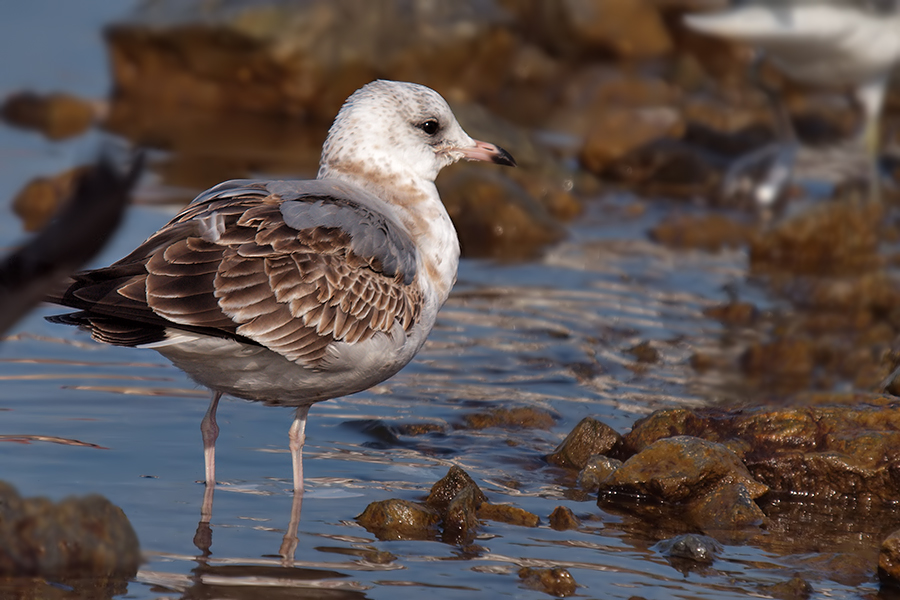 Küçük gümüş martı