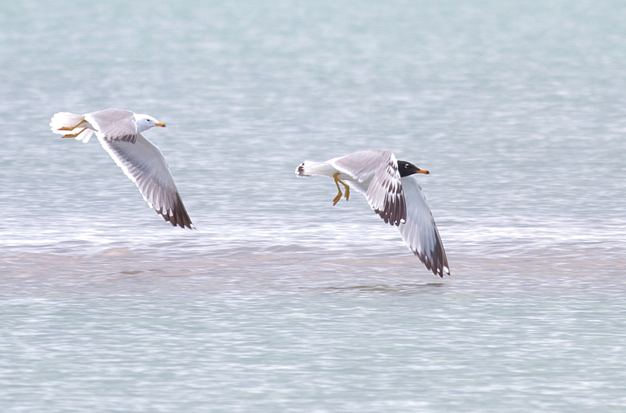 Büyük karabaş martı