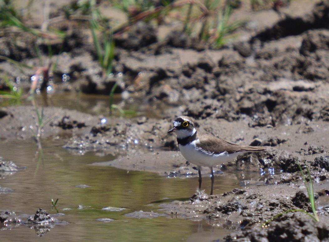 Halkalı küçük cılıbıt